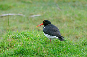Huîtrier pie, nid, .Haematopus ostralegus , Eurasian Oystercatcher