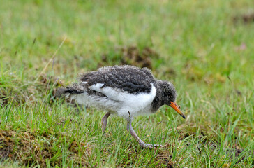 Huîtrier pie, nid, .Haematopus ostralegus , Eurasian Oystercatcher, immature