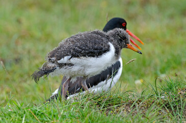 Huîtrier pie, nid, .Haematopus ostralegus , Eurasian Oystercatcher, immature
