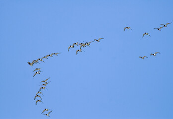 Huîtrier pie, .Haematopus ostralegus , Eurasian Oystercatcher