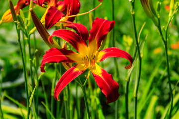 Beautiful daylily in the garden