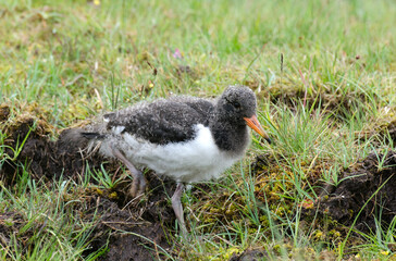 Huîtrier pie, nid, .Haematopus ostralegus , Eurasian Oystercatcher, jeune