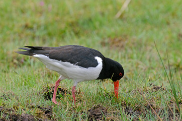 Huîtrier pie, .Haematopus ostralegus , Eurasian Oystercatcher