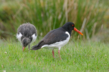 Huîtrier pie, nid, .Haematopus ostralegus , Eurasian Oystercatcher, immature