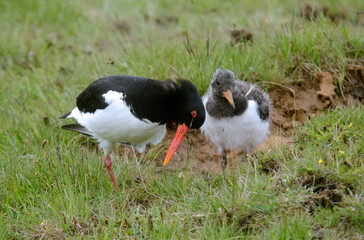 Huîtrier pie, nid, .Haematopus ostralegus , Eurasian Oystercatcher, immature