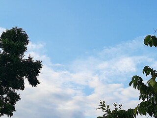 light blue sky white cloud and green tree