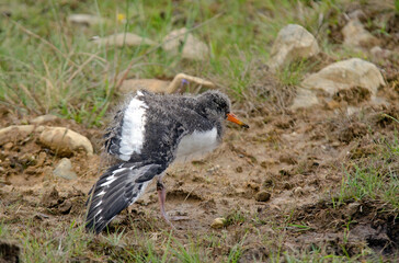 Huîtrier pie, nid, .Haematopus ostralegus , Eurasian Oystercatcher, jeune