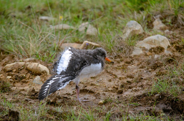 Huîtrier pie, nid, .Haematopus ostralegus , Eurasian Oystercatcher, jeune