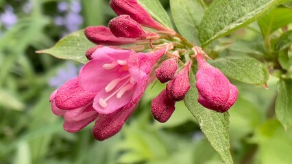 pink flower in the garden