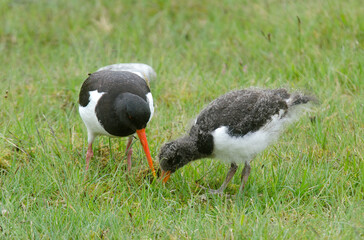 Huîtrier pie, nid, .Haematopus ostralegus , Eurasian Oystercatcher, immature