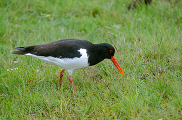 Huîtrier pie, .Haematopus ostralegus , Eurasian Oystercatcher