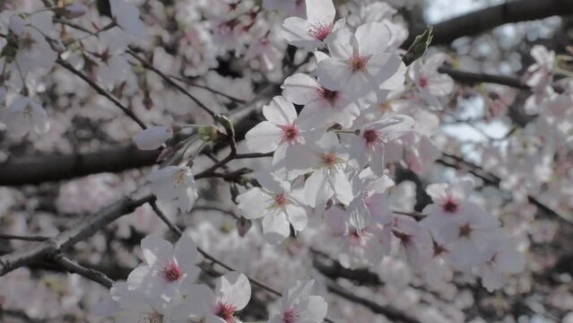 Sakura Cherry Blooms in Full Bloom Sway in the Breeze  |  Inokashira Park, Mitaka, Tokyo, Japan