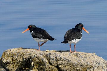 Huîtrier pie, Haematopus ostralegus
