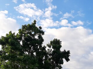 light blue sky white cloud and green tree