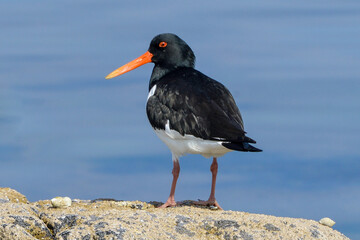 Huîtrier pie, Haematopus ostralegus