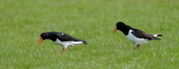 Huîtrier pie, .Haematopus ostralegus , Eurasian Oystercatcher