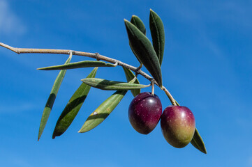 Aceitunas madurando en el olivar