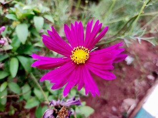 A vibrant purple Cosmos bipinnatus flower blooms, showcasing delicate, ruffled petals and a bright...