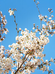 cherry blossoms in full bloom