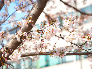 cherry blossoms in full bloom