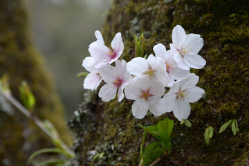 桜の花