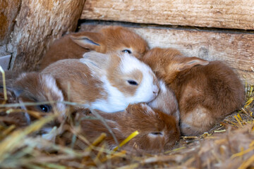 Kaninchenjungtiere im Nest © Coernl