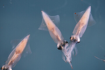 Toyama,Japan - April 6, 2024: Closeup of firefly squid or toyama squid or Luminescent dwarf squid...