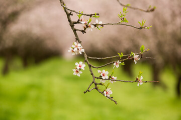 blossoming almond orchard. Beautiful trees with pink flowers blooming in spring in Europe. Almond blossom.