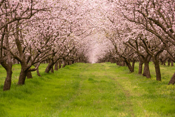 blossoming almond orchard. Beautiful trees with pink flowers blooming in spring in Europe. Almond blossom.