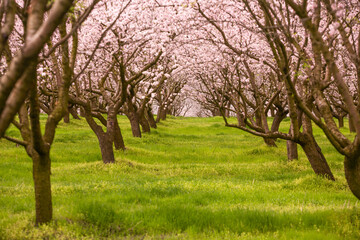 blossoming almond orchard. Beautiful trees with pink flowers blooming in spring in Europe. Almond blossom.