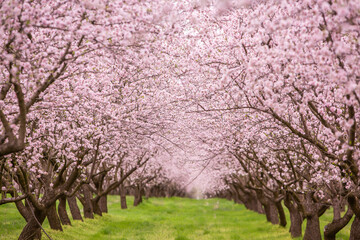 blossoming almond orchard. Beautiful trees with pink flowers blooming in spring in Europe. Almond blossom.