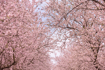 blossoming almond orchard. Beautiful trees with pink flowers blooming in spring in Europe. Almond blossom.