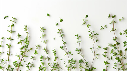 Thyme sprigs in white bowl on pure background. Vivid details of leaves and stems for flavor enhancement in ravioli fillings. Design for culinary versatility.
 - obrazy, fototapety, plakaty