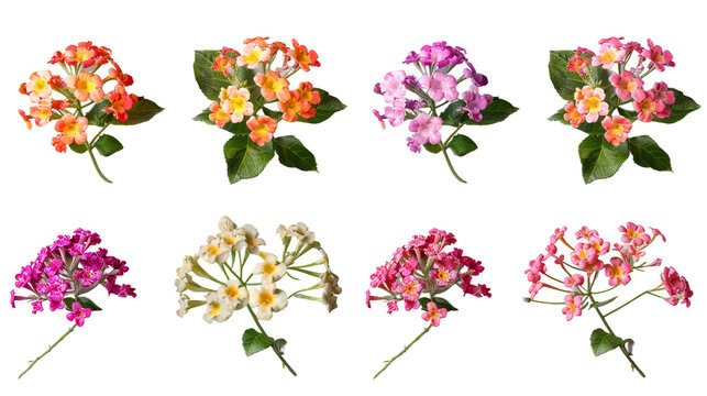 Lantana digital art collection, vibrant floral designs isolated on transparent background for creative projects