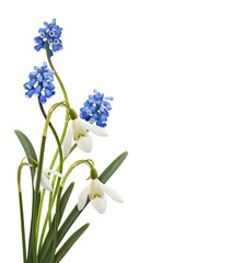 Small blue flowers of muscari  and snowdrops in a spring corner arrangement isolated on white or transparent background