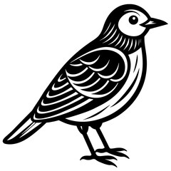    Bird vector illustration.
