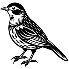    Bird vector illustration.
