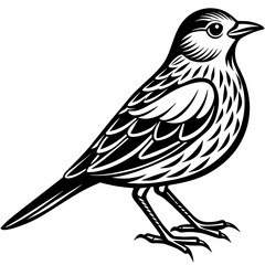    Bird vector illustration.
