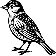    Bird silhouette  vector illustration.
