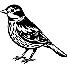    Bird silhouette  vector illustration.
