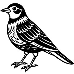    Bird silhouette  vector illustration.
