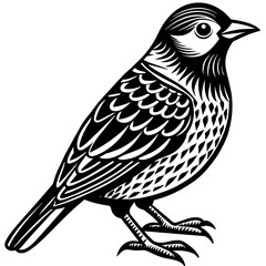    Bird silhouette  vector illustration.
