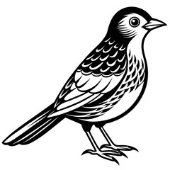    Bird silhouette  vector illustration.
