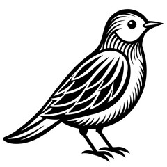    Bird silhouette  vector illustration.
