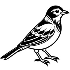    Bird silhouette  vector illustration.
