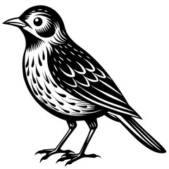    Bird silhouette  vector illustration.
