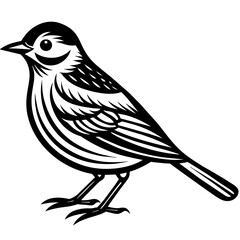    Bird silhouette  vector illustration.

