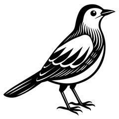    Bird silhouette  vector illustration.
