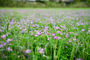 満開の蓮華の花畑