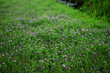 のどかな田んぼに咲く蓮華の花